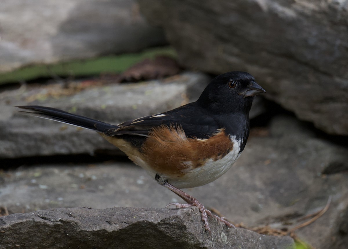 Eastern Towhee - ML644376048