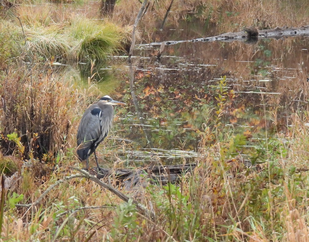 Great Blue Heron - ML644376050