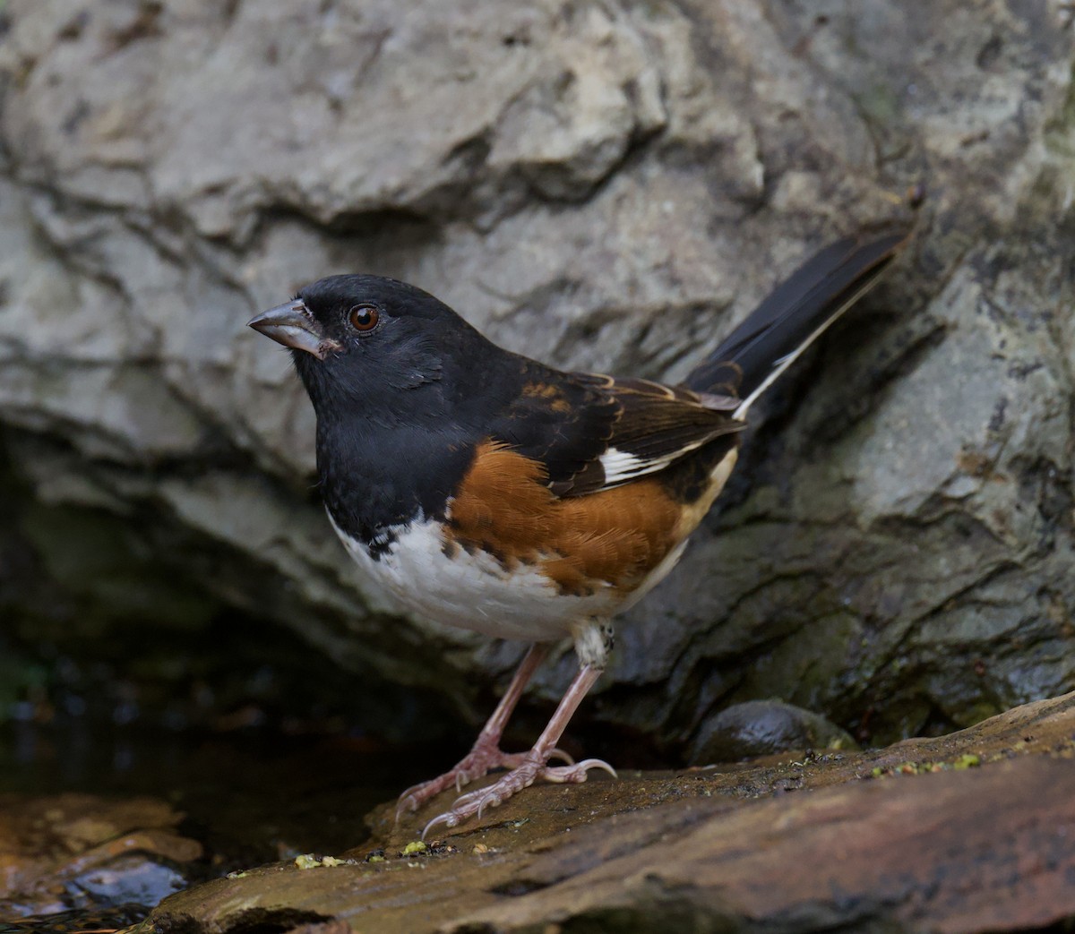 Eastern Towhee - ML644376053
