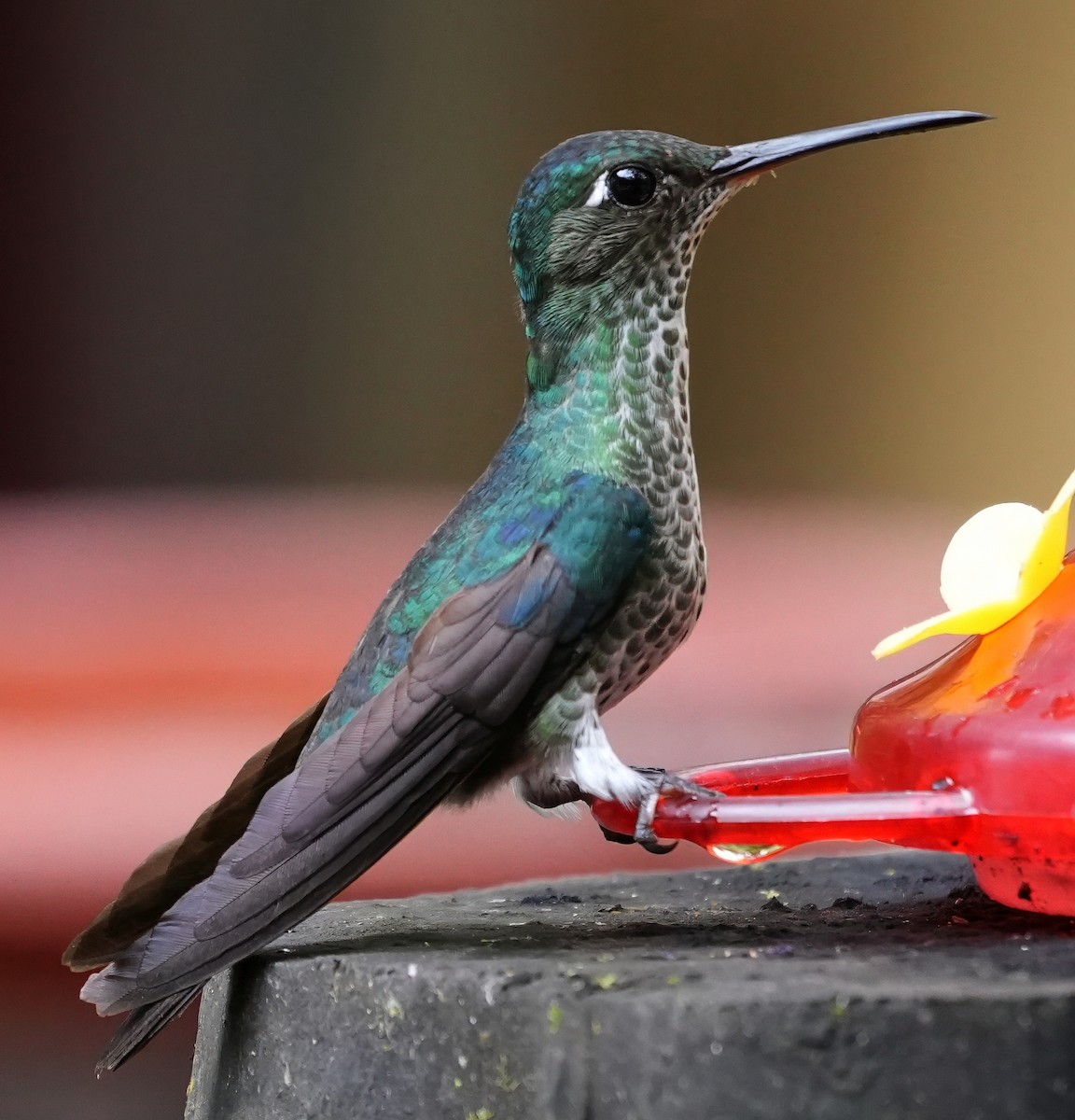 Tropfenkolibri - ML644376055