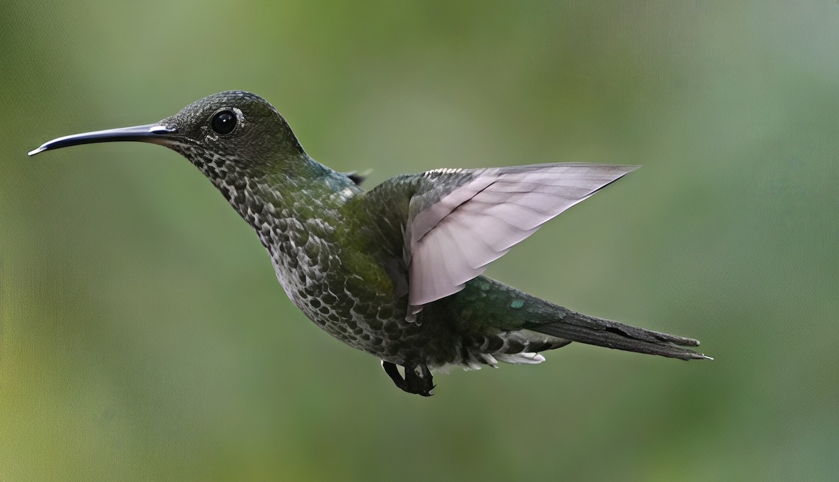 Tropfenkolibri - ML644376056