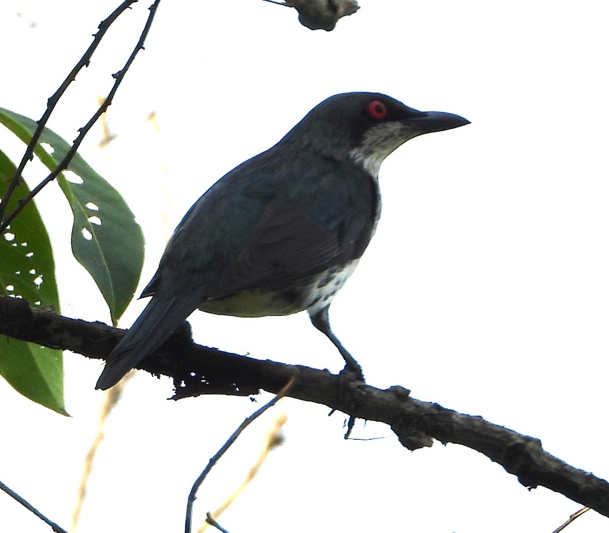 špaček lesklý - ML644376058