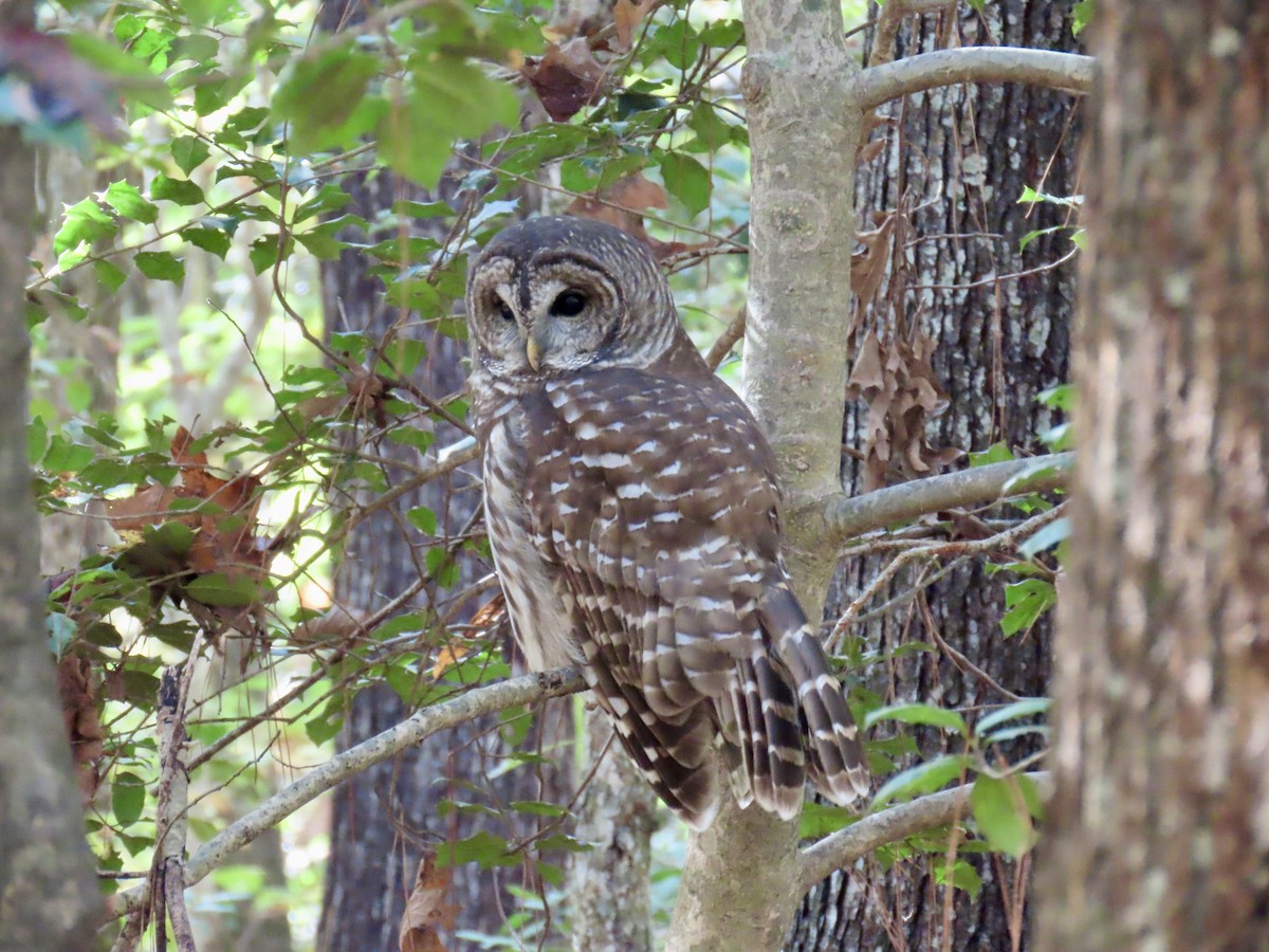 Barred Owl - ML644376064