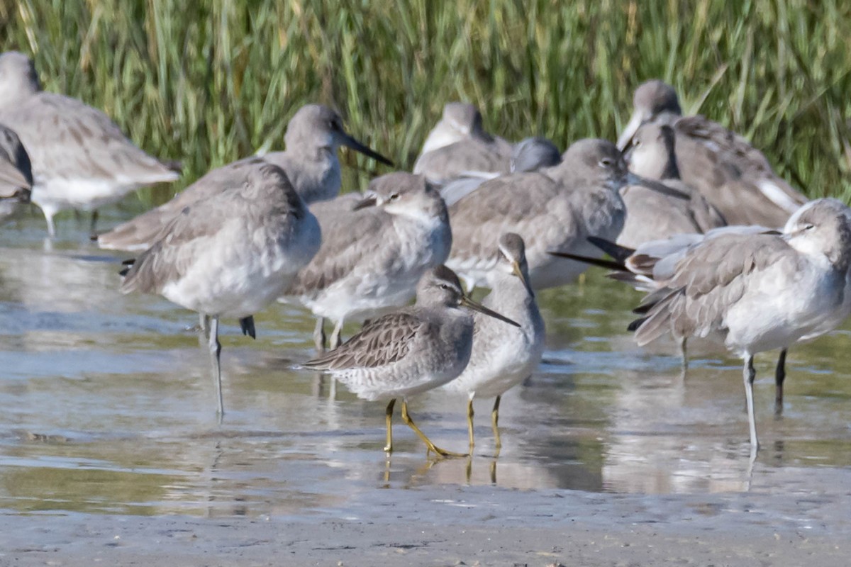 חרטומנית ארוכת-מקור - ML644376065