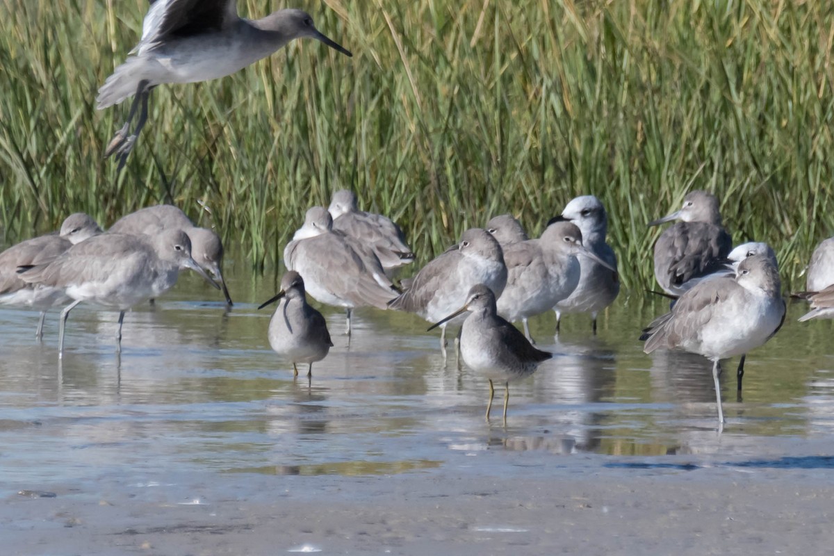 חרטומנית ארוכת-מקור - ML644376066