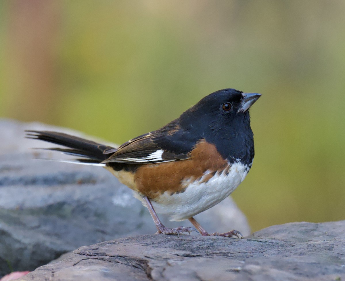 Eastern Towhee - ML644376069