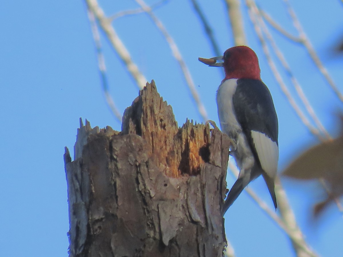 Red-headed Woodpecker - ML644376070