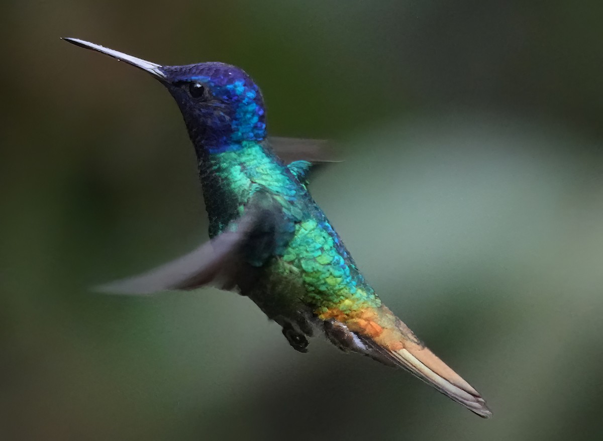 Golden-tailed Sapphire - ML644376074