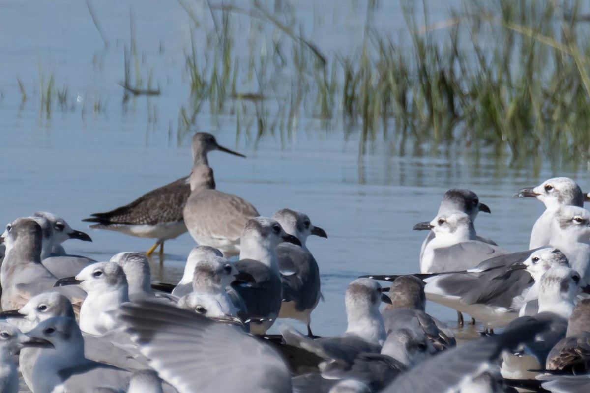 ביצנית עקודה - ML644376081