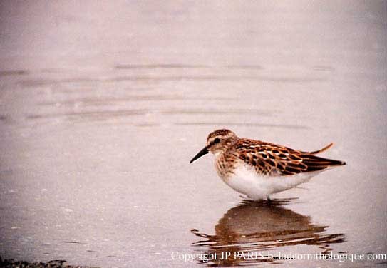 Least Sandpiper - ML644376086