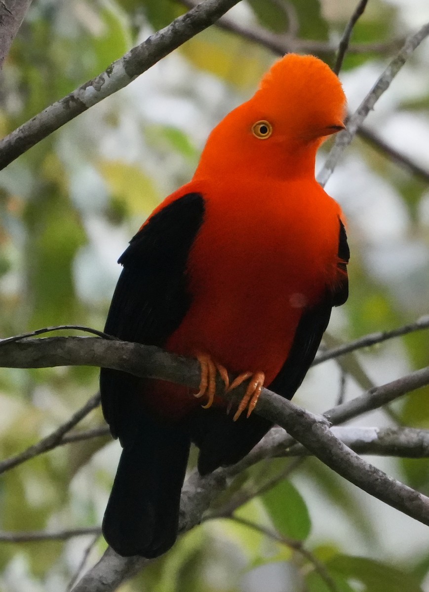 Andean Cock-of-the-rock - ML644376087