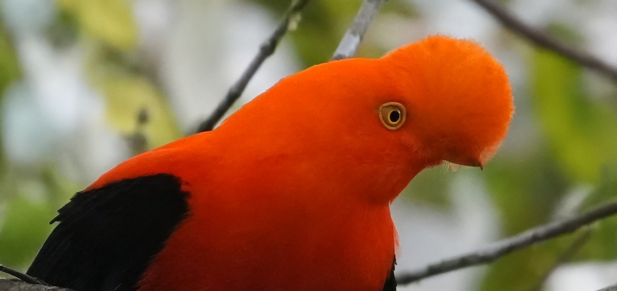 Andean Cock-of-the-rock - ML644376088