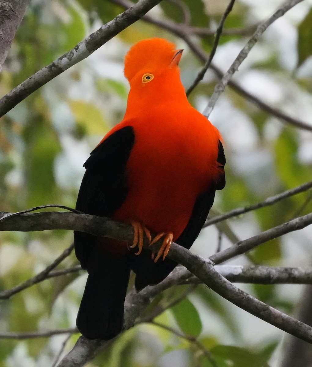 Andean Cock-of-the-rock - ML644376089