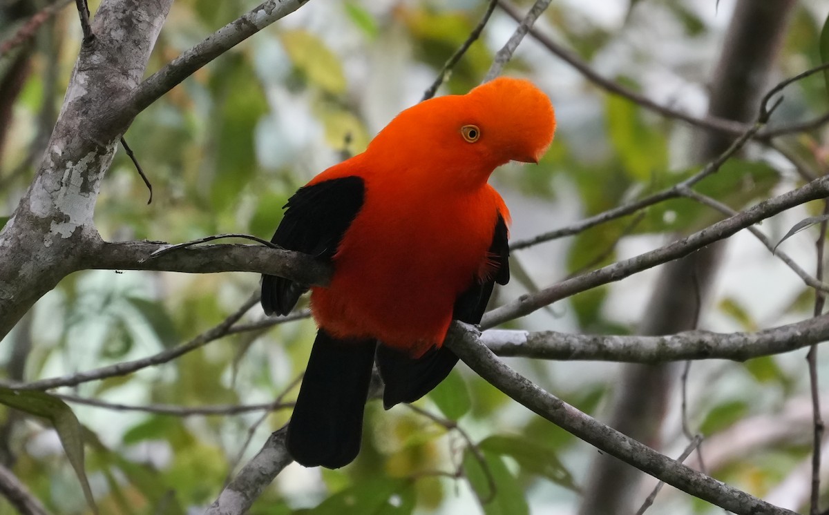 Andean Cock-of-the-rock - ML644376090