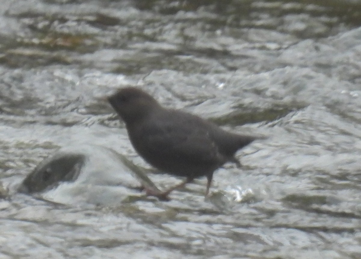 American Dipper - ML644376091