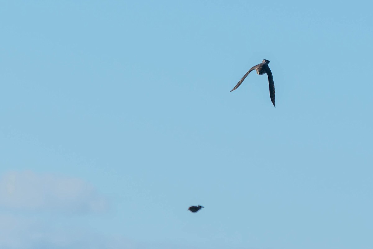 בז גמדי - ML644376094