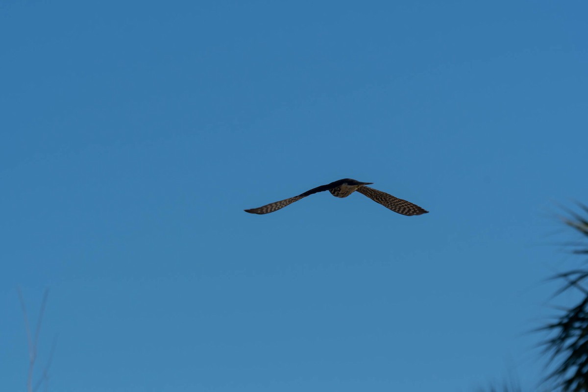 בז גמדי - ML644376095