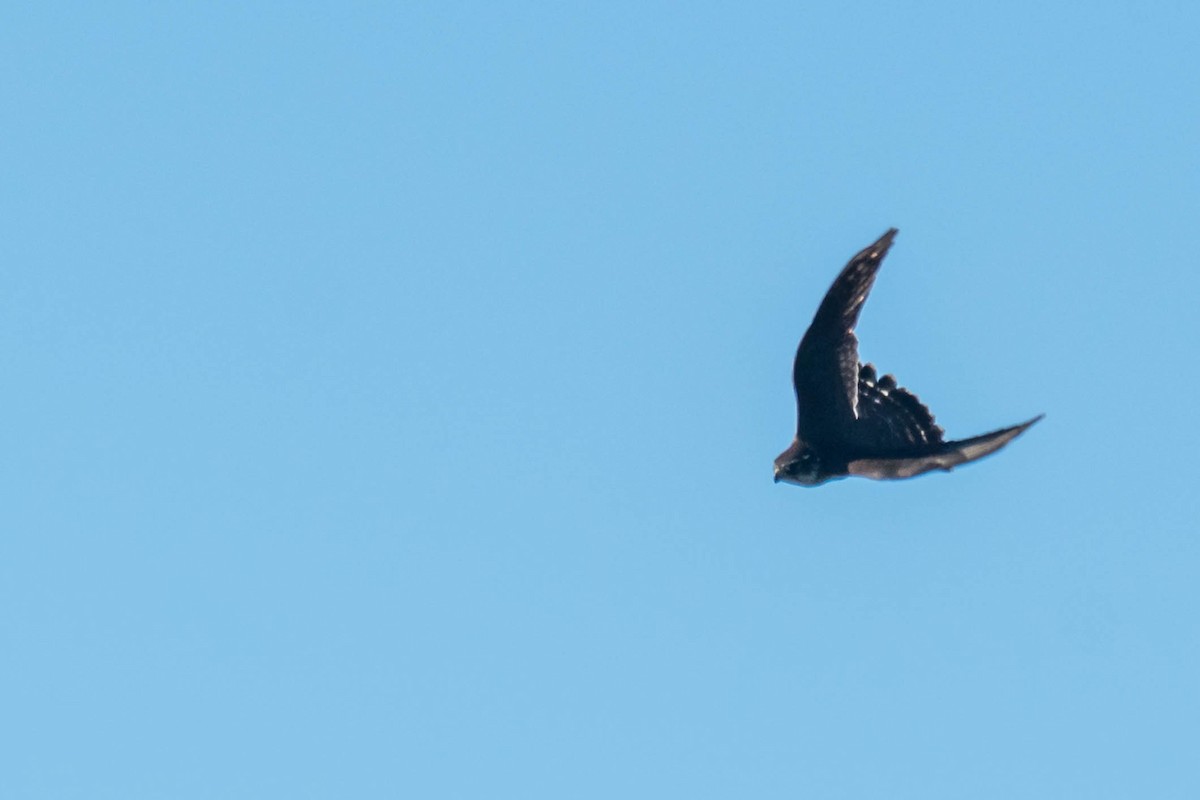 בז גמדי - ML644376096