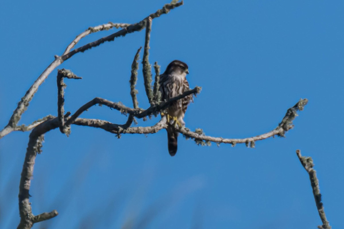 בז גמדי - ML644376098