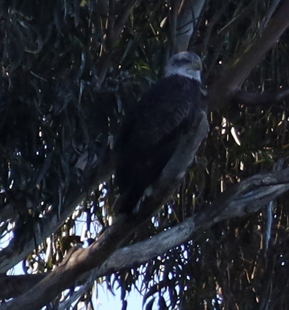 Bald Eagle - ML644376099