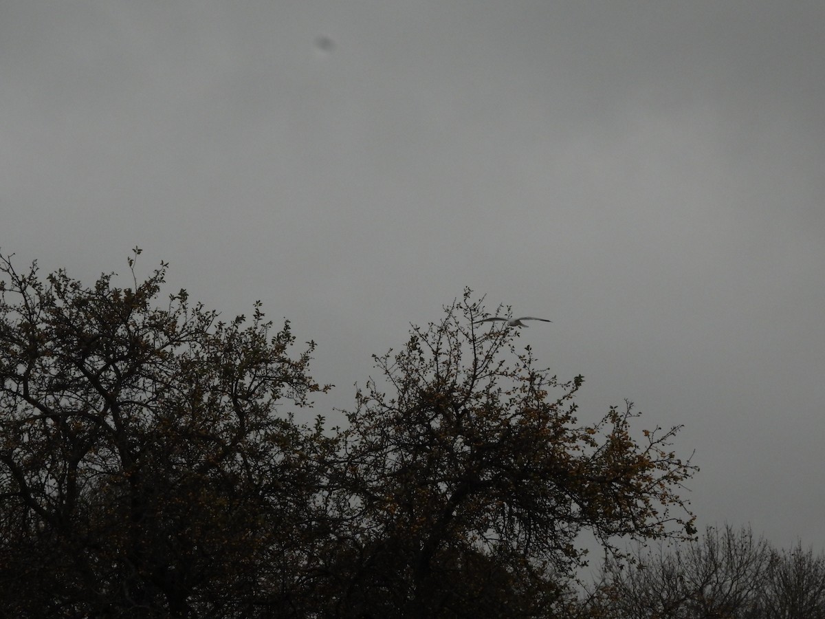 Ring-billed Gull - ML644376102