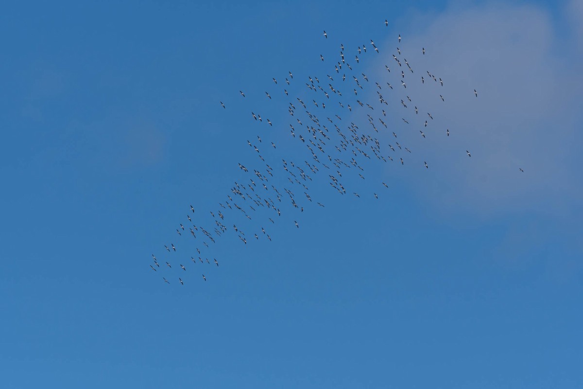 שקנאי אמריקני - ML644376113