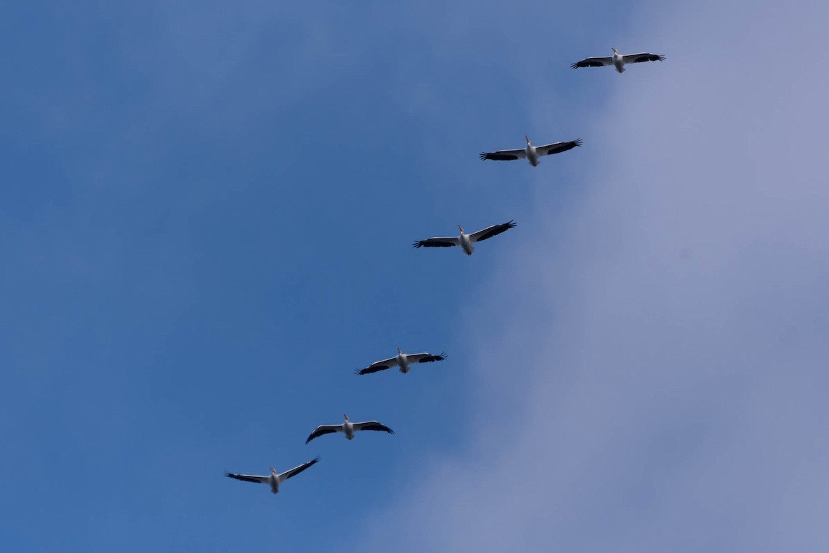 שקנאי אמריקני - ML644376114