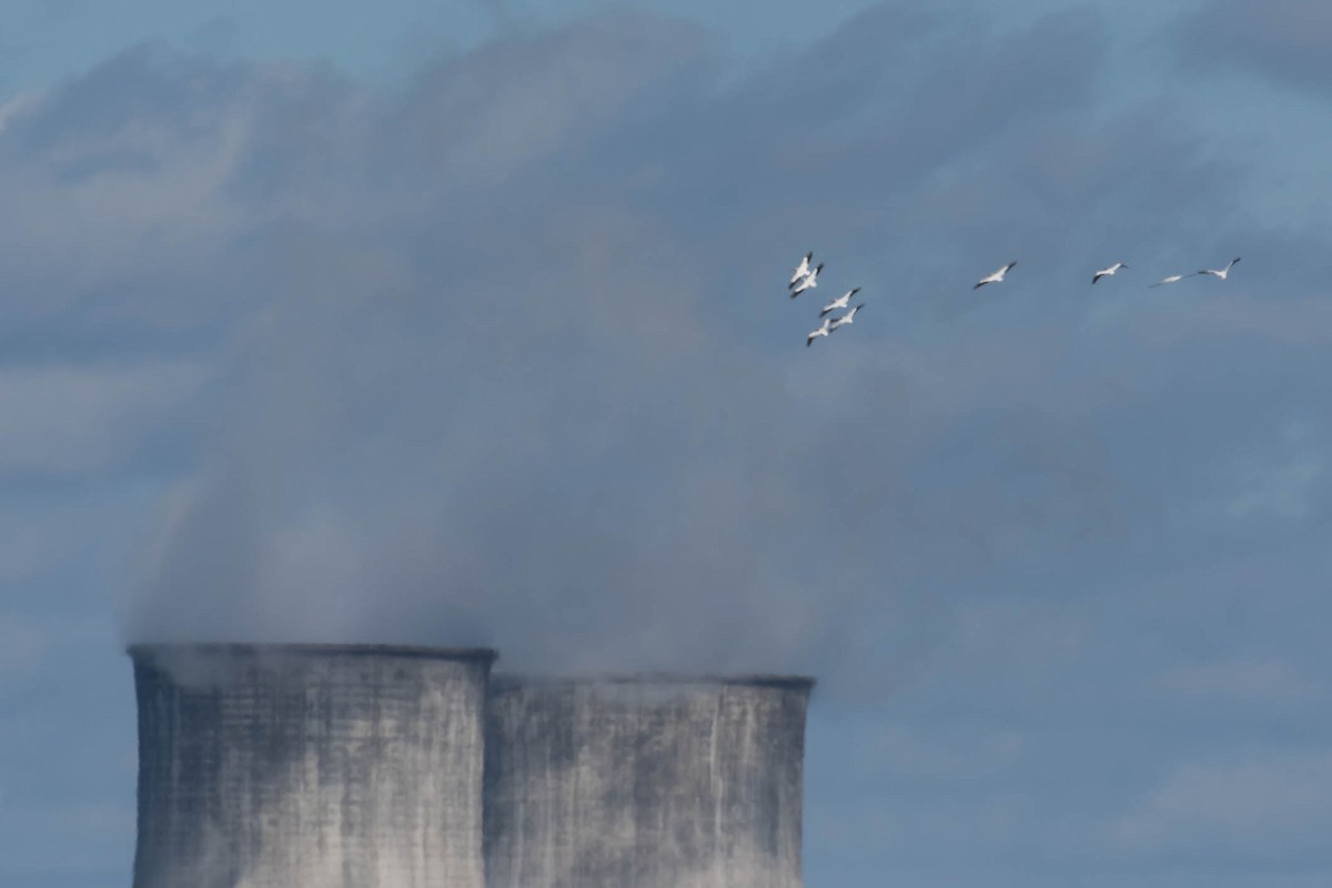 שקנאי אמריקני - ML644376115