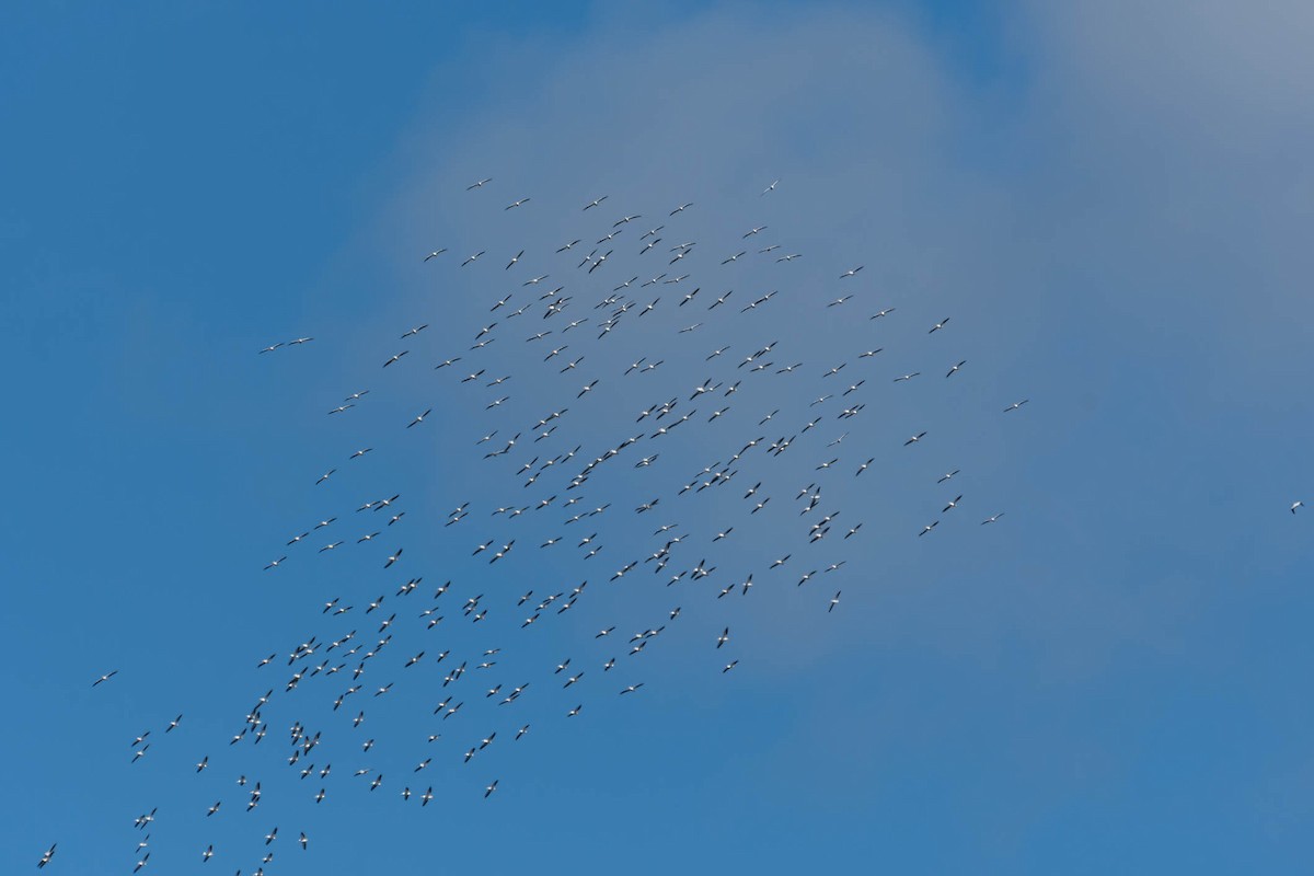 שקנאי אמריקני - ML644376116
