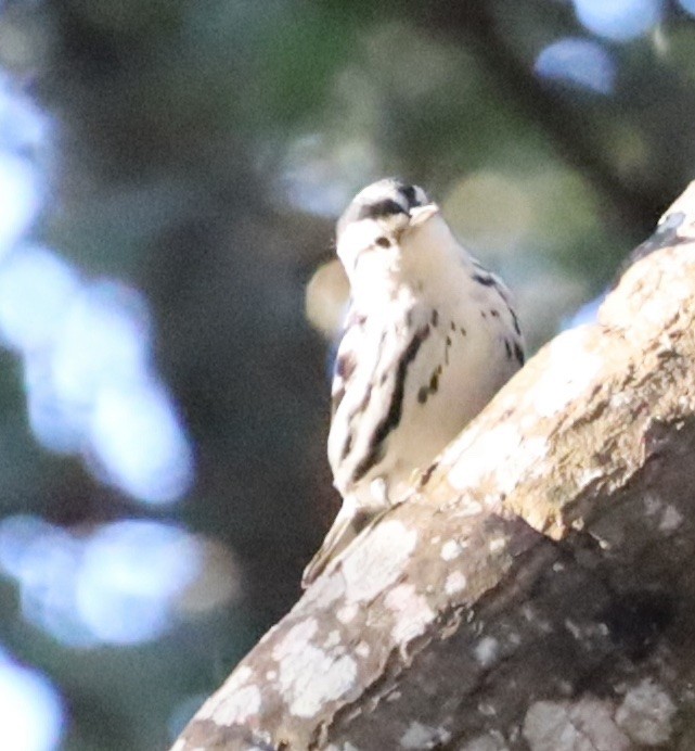 Black-and-white Warbler - ML644376117