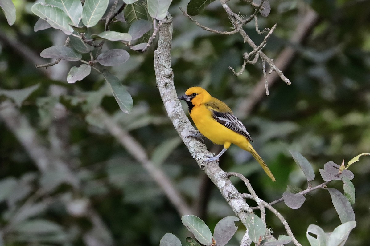 Altamira Oriole - ML644376118