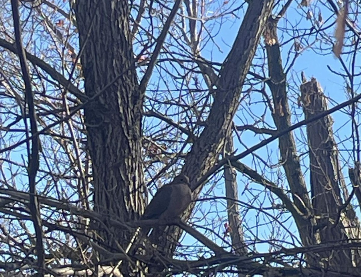 Zenaida Huilota - ML644376122