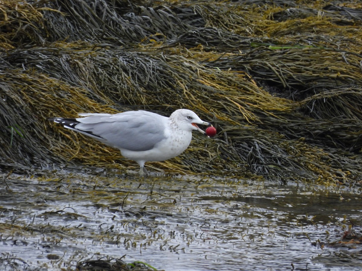 Ring-billed Gull - ML644376126