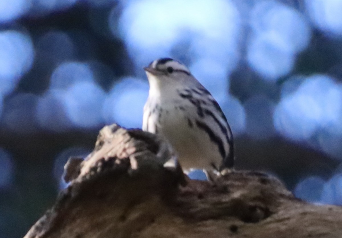 Black-and-white Warbler - ML644376127