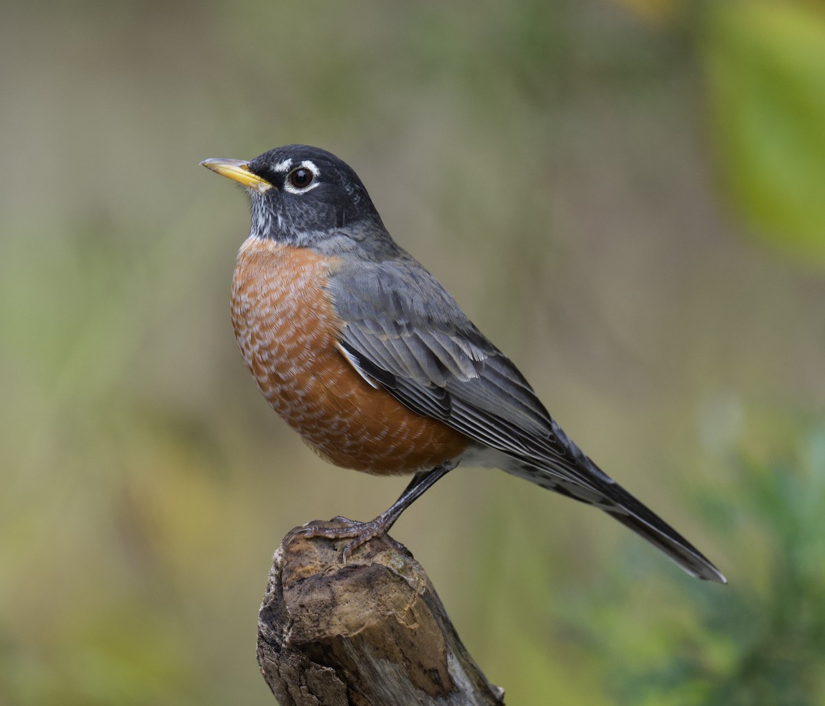 Zozo papargorria - ML644376128