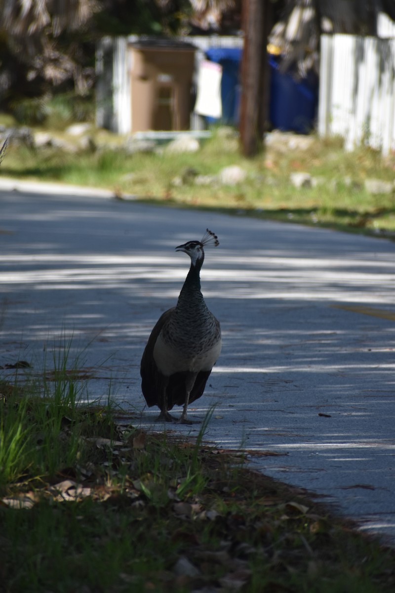 Indian Peafowl - ML644376135