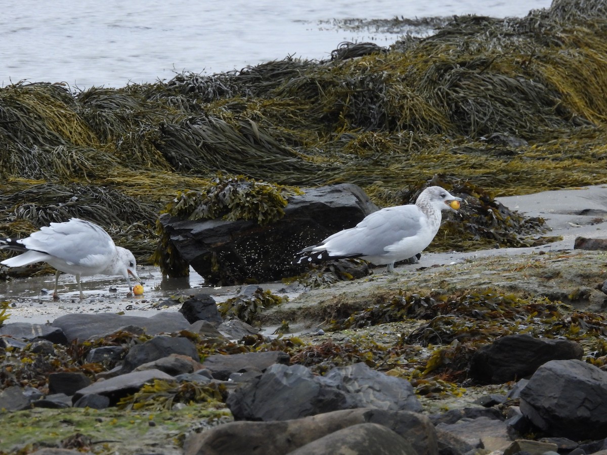 Ring-billed Gull - ML644376136