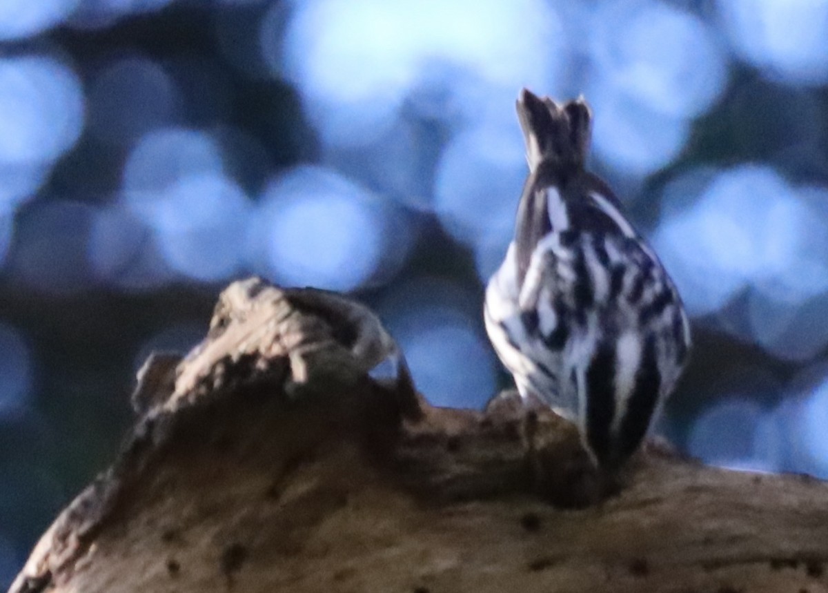 Black-and-white Warbler - ML644376137