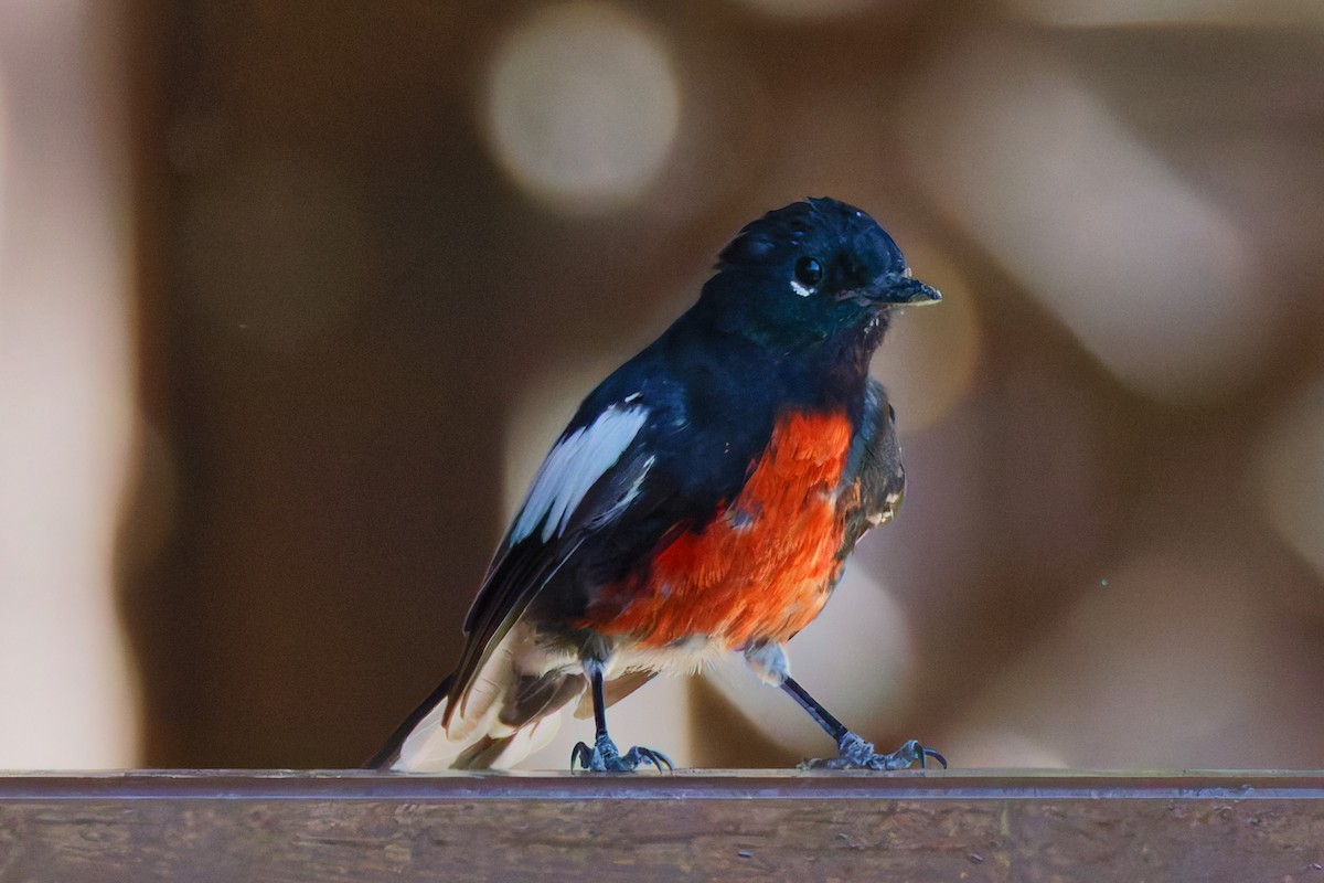 Painted Redstart - ML644376140