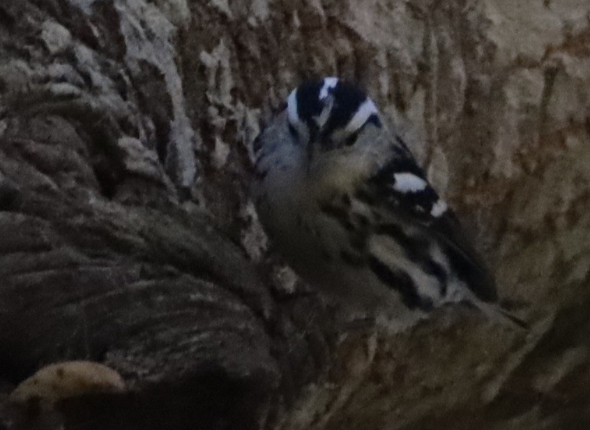 Black-and-white Warbler - ML644376144