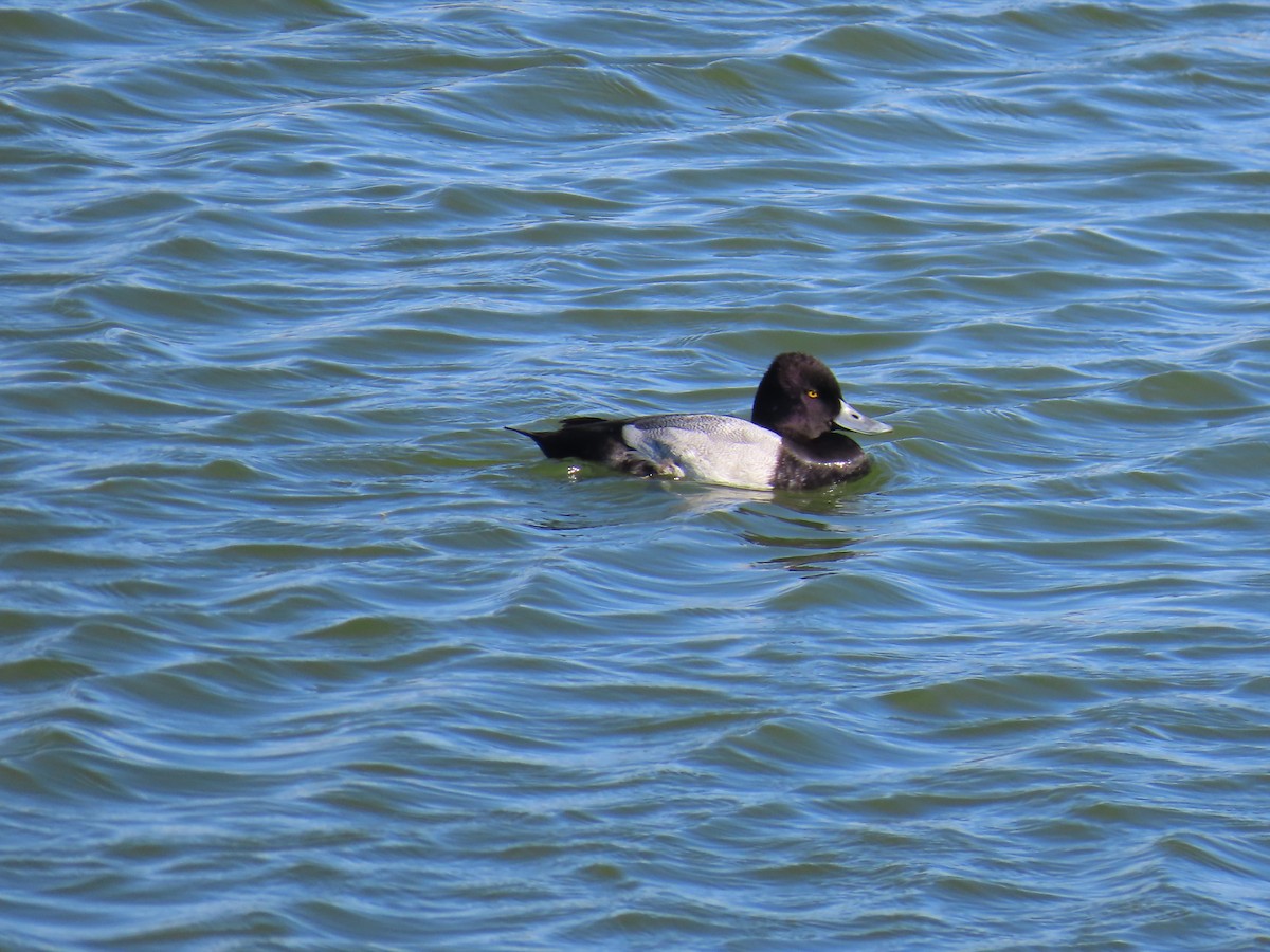 Lesser Scaup - ML644376152