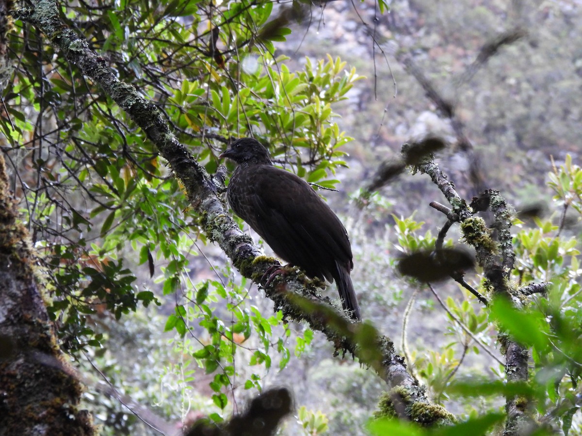 andeshokko - ML644376156