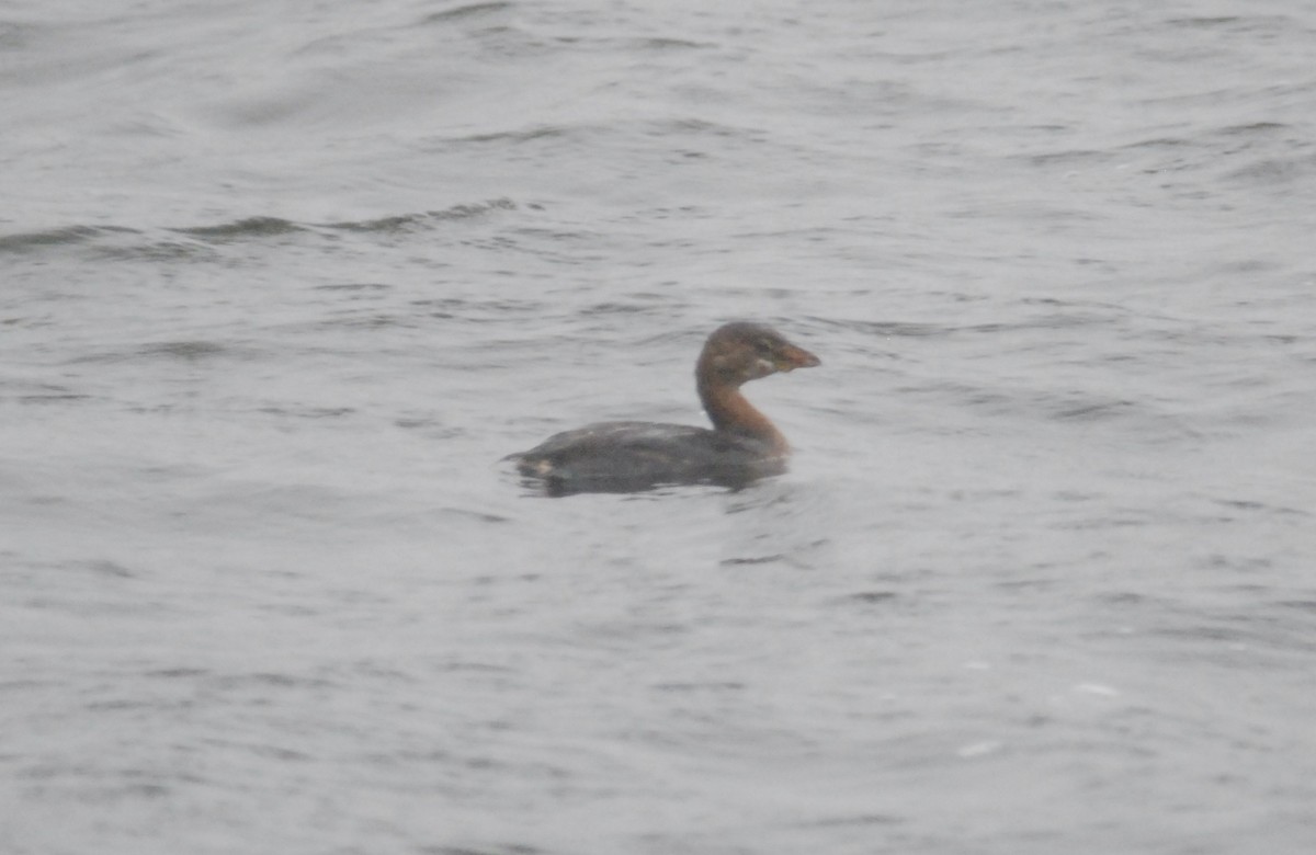 Pied-billed Grebe - ML644376157