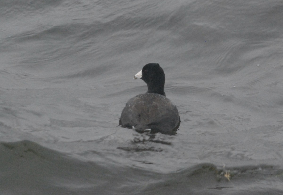 American Coot - ML644376164