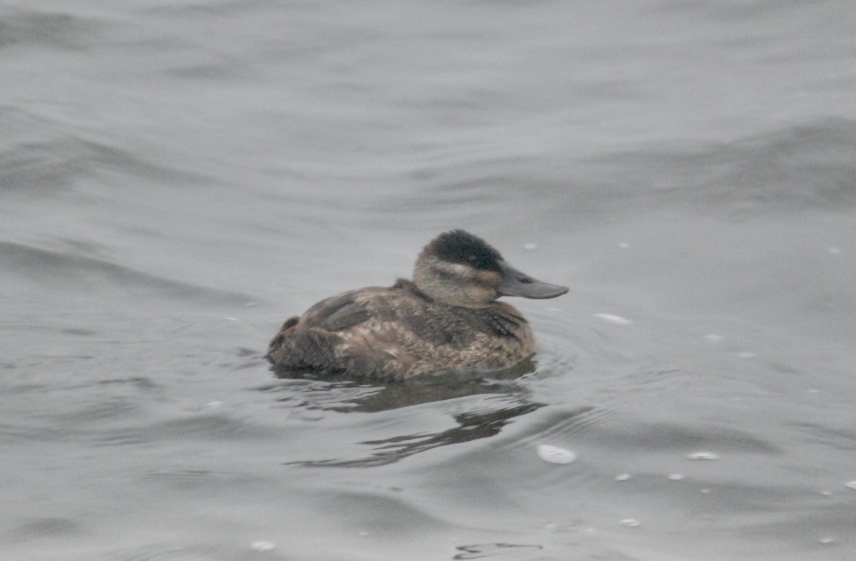 Савка американська - ML644376169