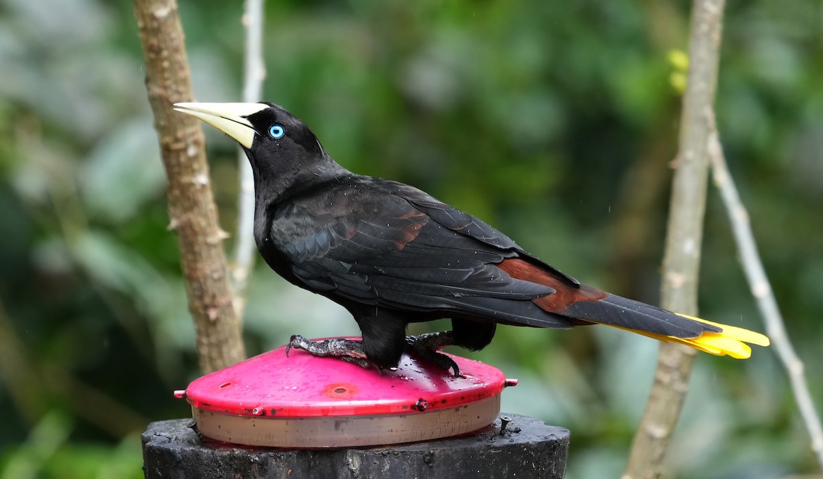 カンムリオオツリスドリ - ML644376175