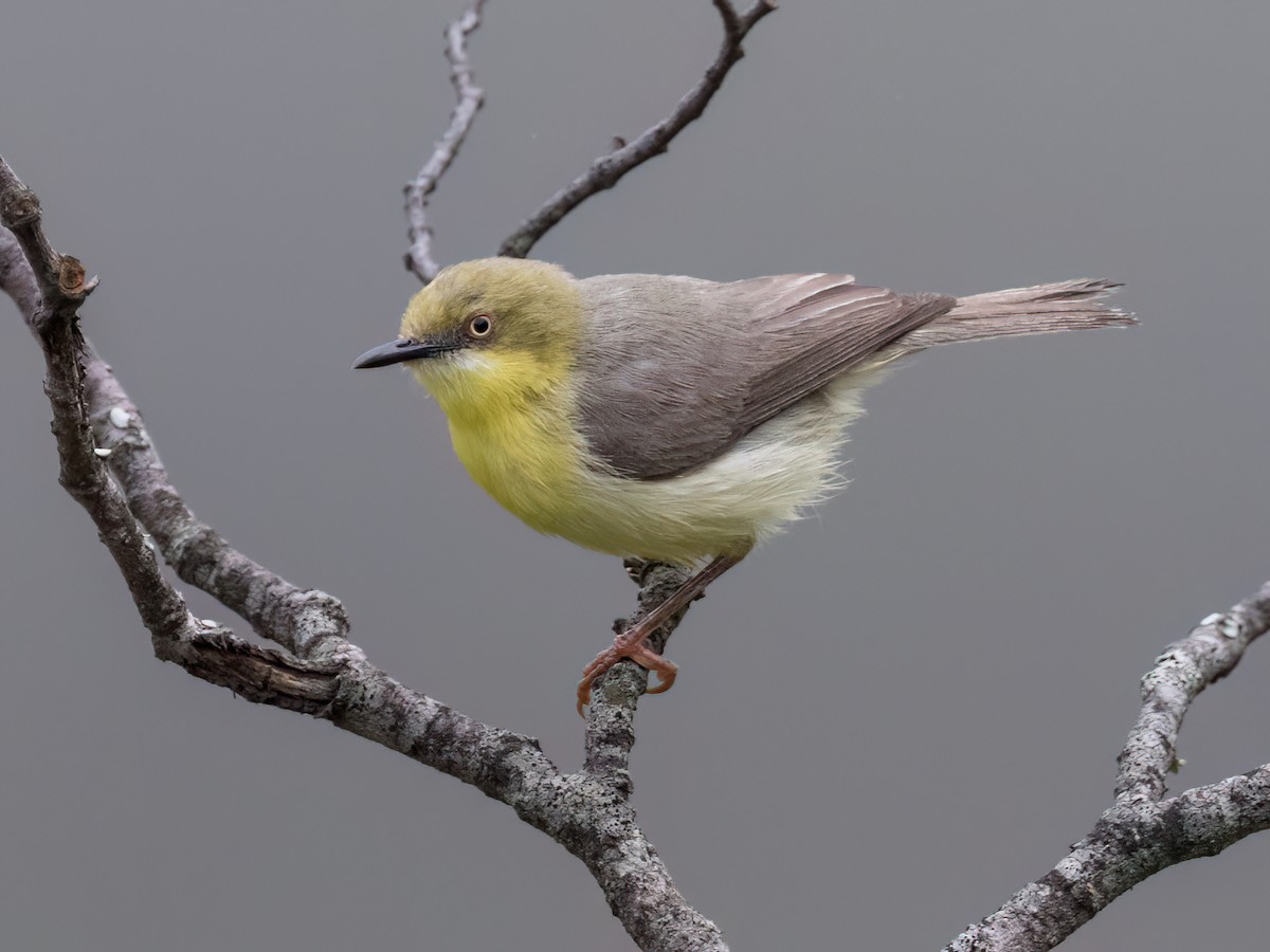 Green-capped Eremomela - Eremomela scotops - Birds of the World