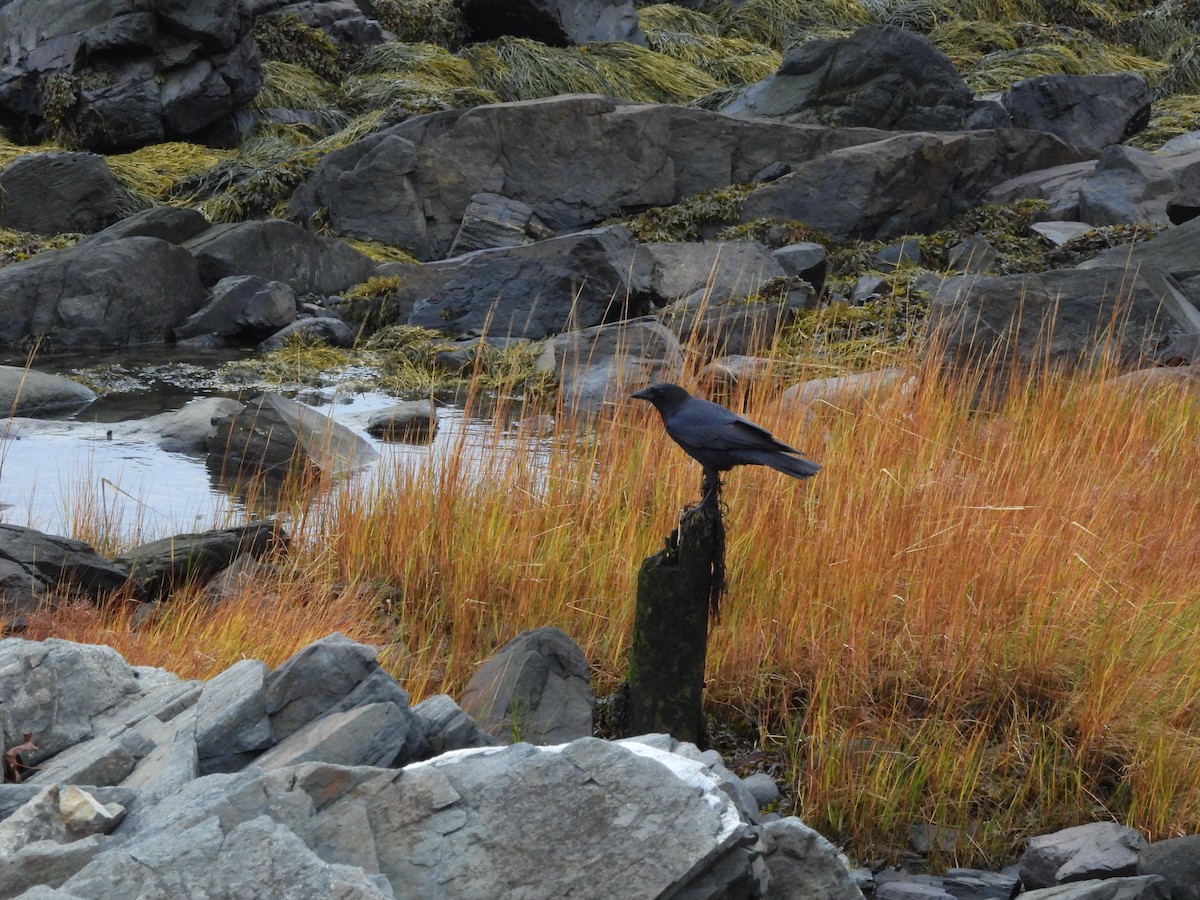 American Crow - ML644376198