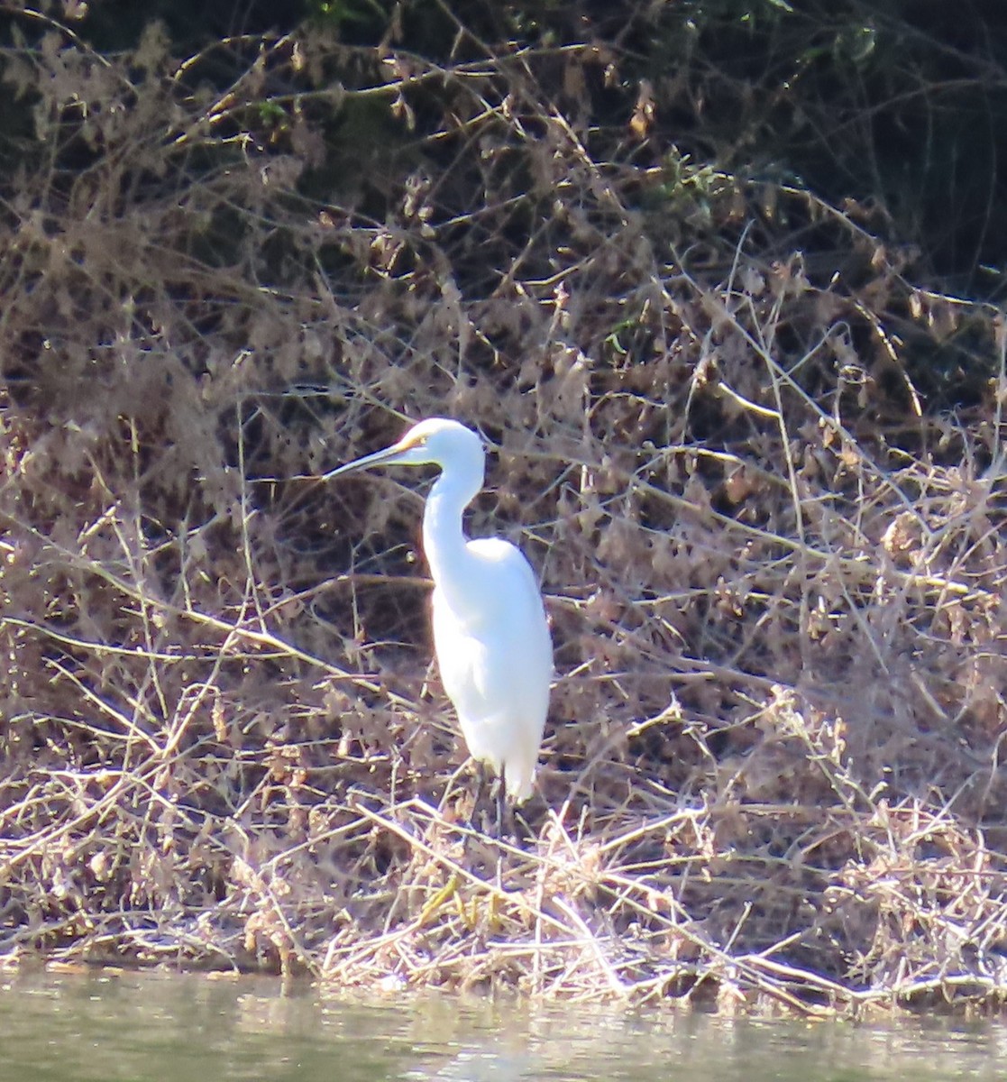 Snowy Egret - ML644376212