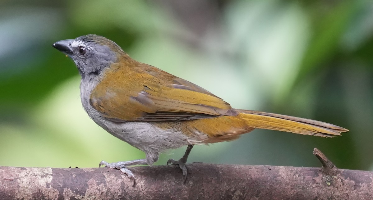 Buff-throated Saltator - ML644376216